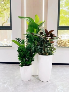 余姚绿植租赁专业